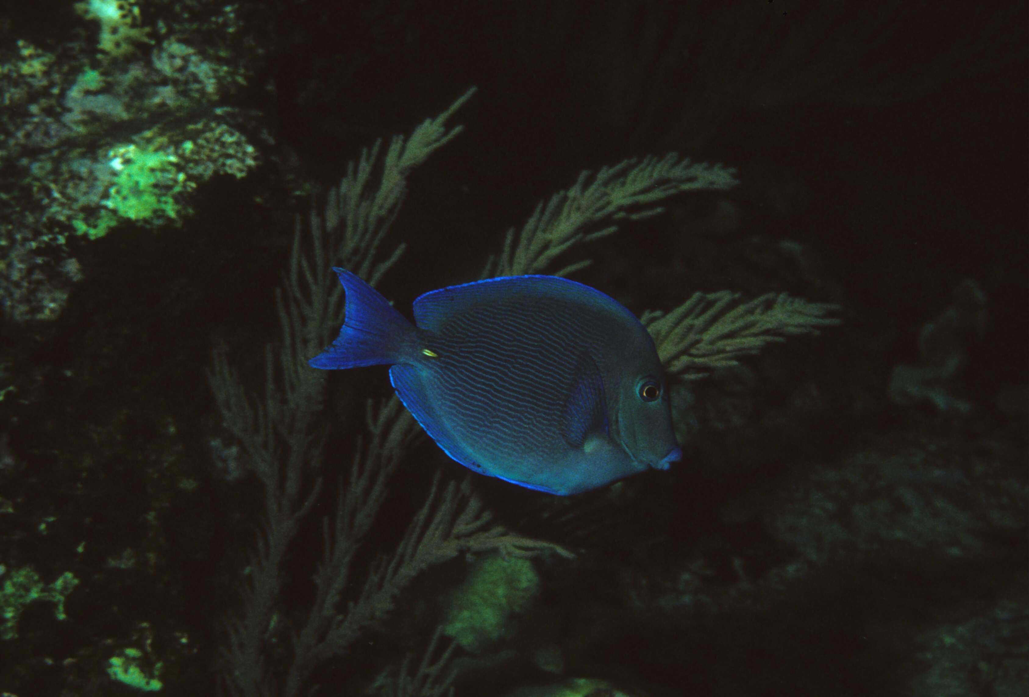 藍刺尾魚的图像