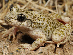 Image of Betic Midwife Toad