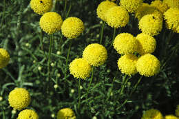 Image of lavender cotton