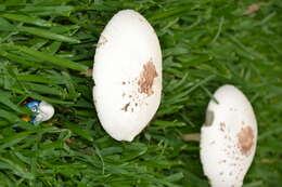 Image of Macrolepiota excoriata (Schaeff.) Wasser 1978