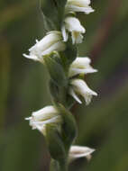 Image of Case's lady's tresses