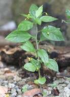 Image of yellow loosestrife