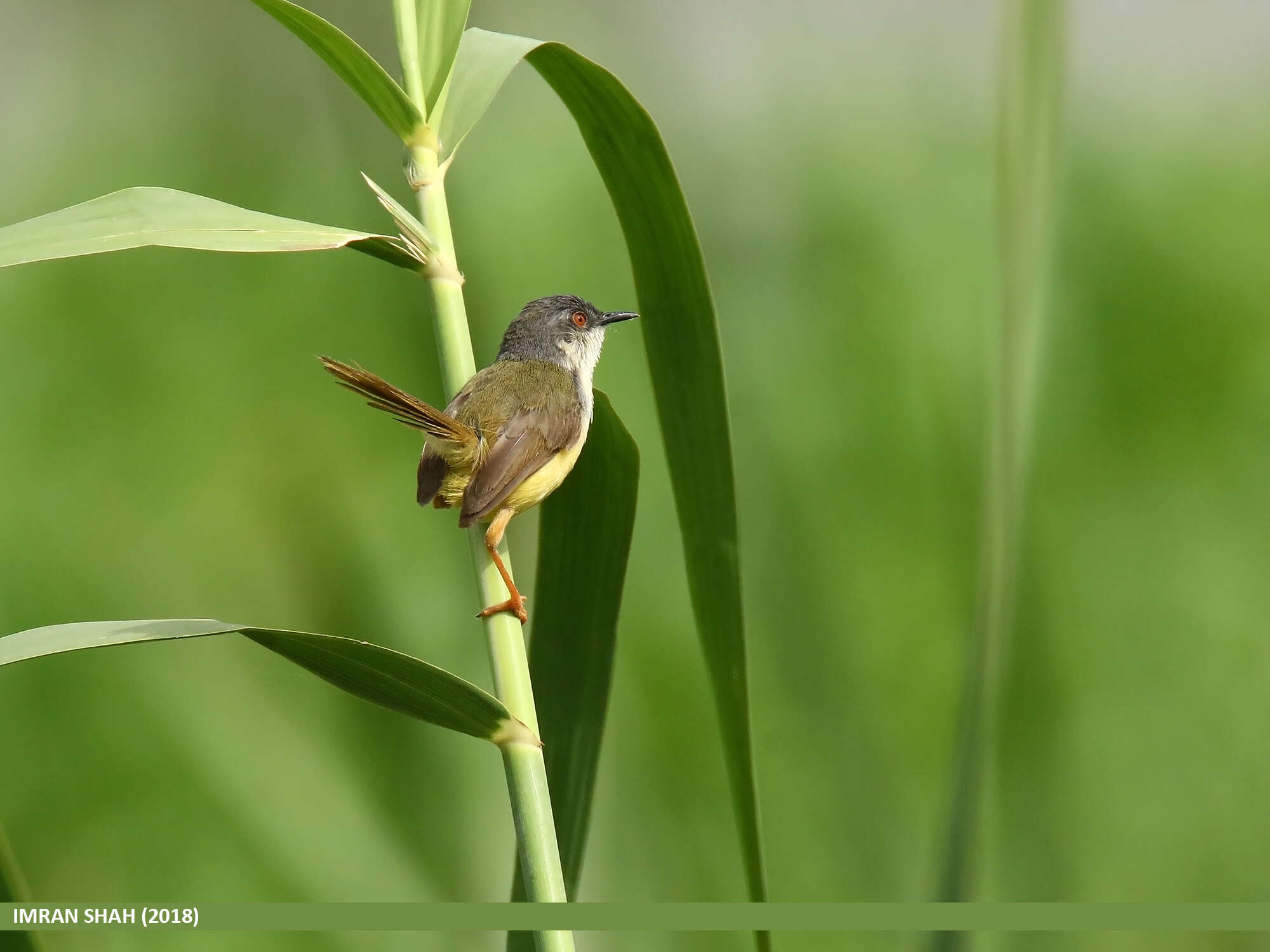 Prinia flaviventris (Delessert 1840) resmi