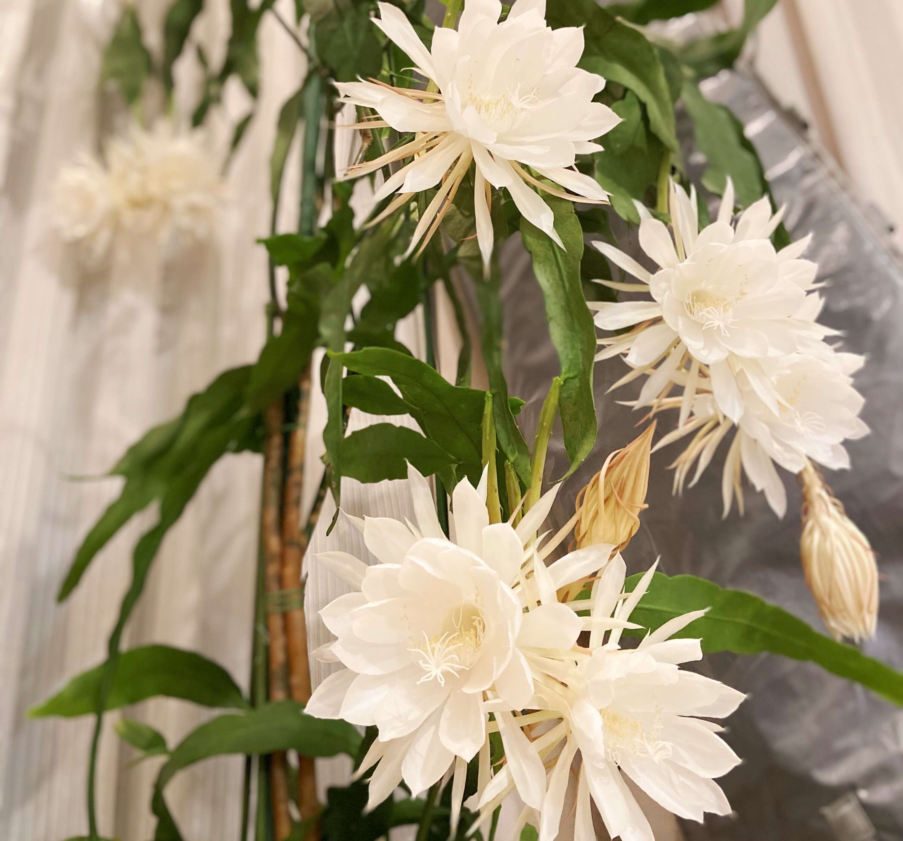 Image of Dutchman's Pipe Cactus