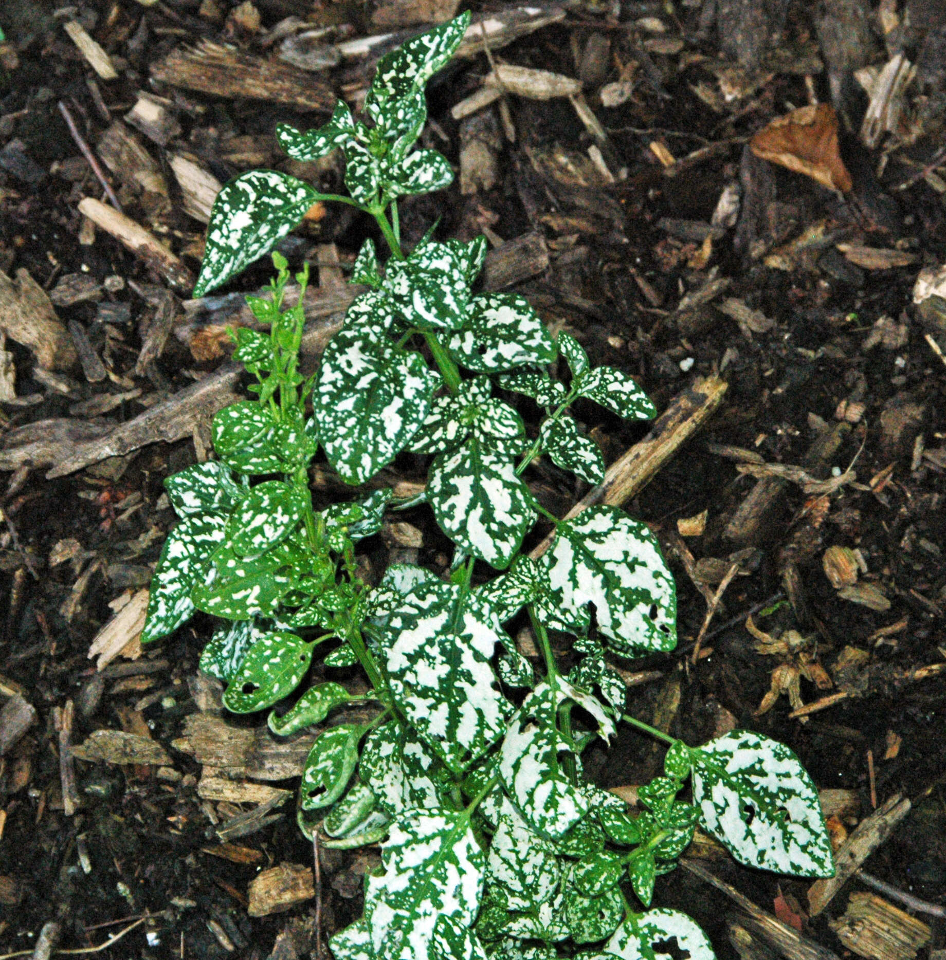 Hypoestes phyllostachya Baker resmi