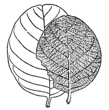 Image of Annona crassivenia Saff.