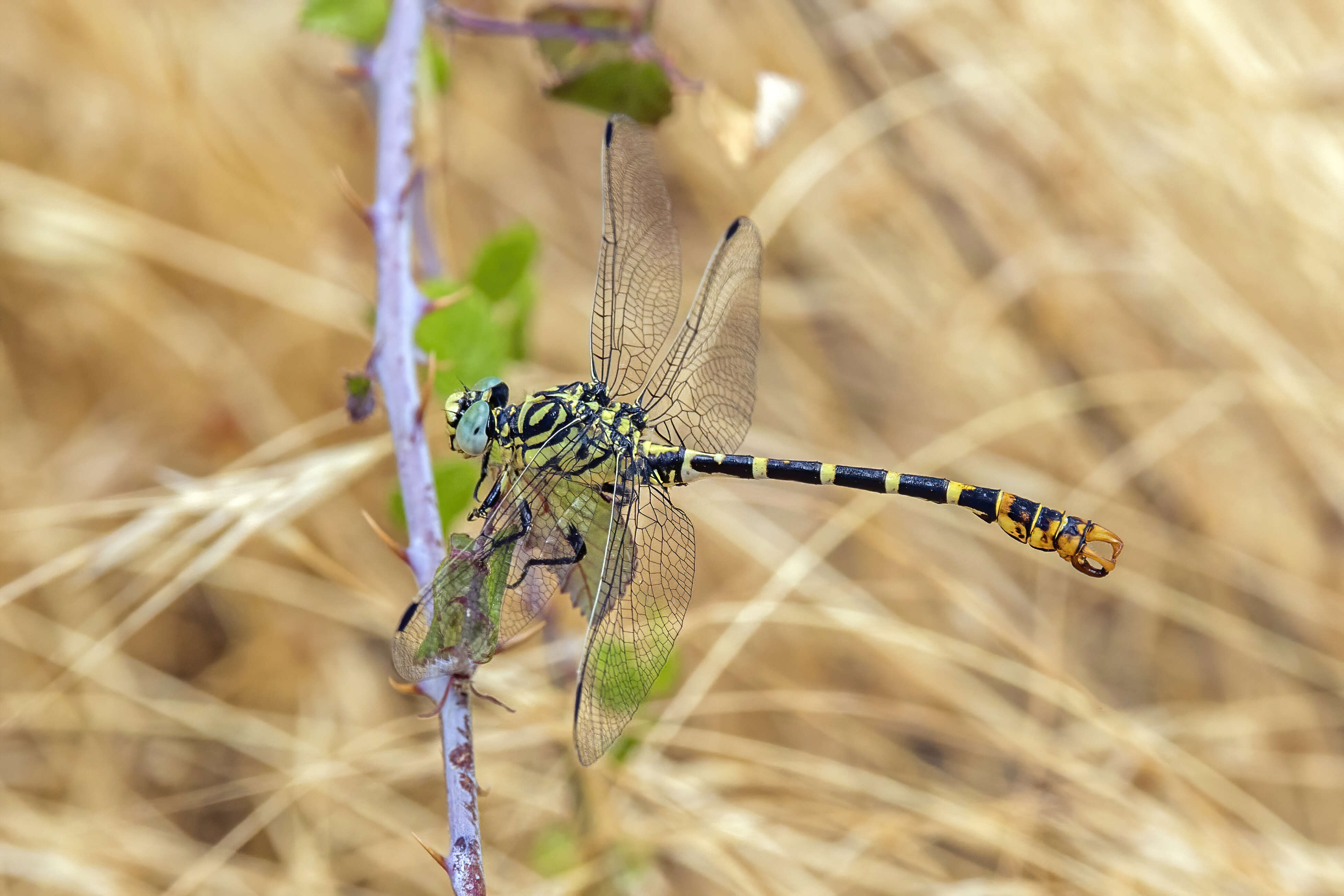 Image of Green-eyed Hooktail