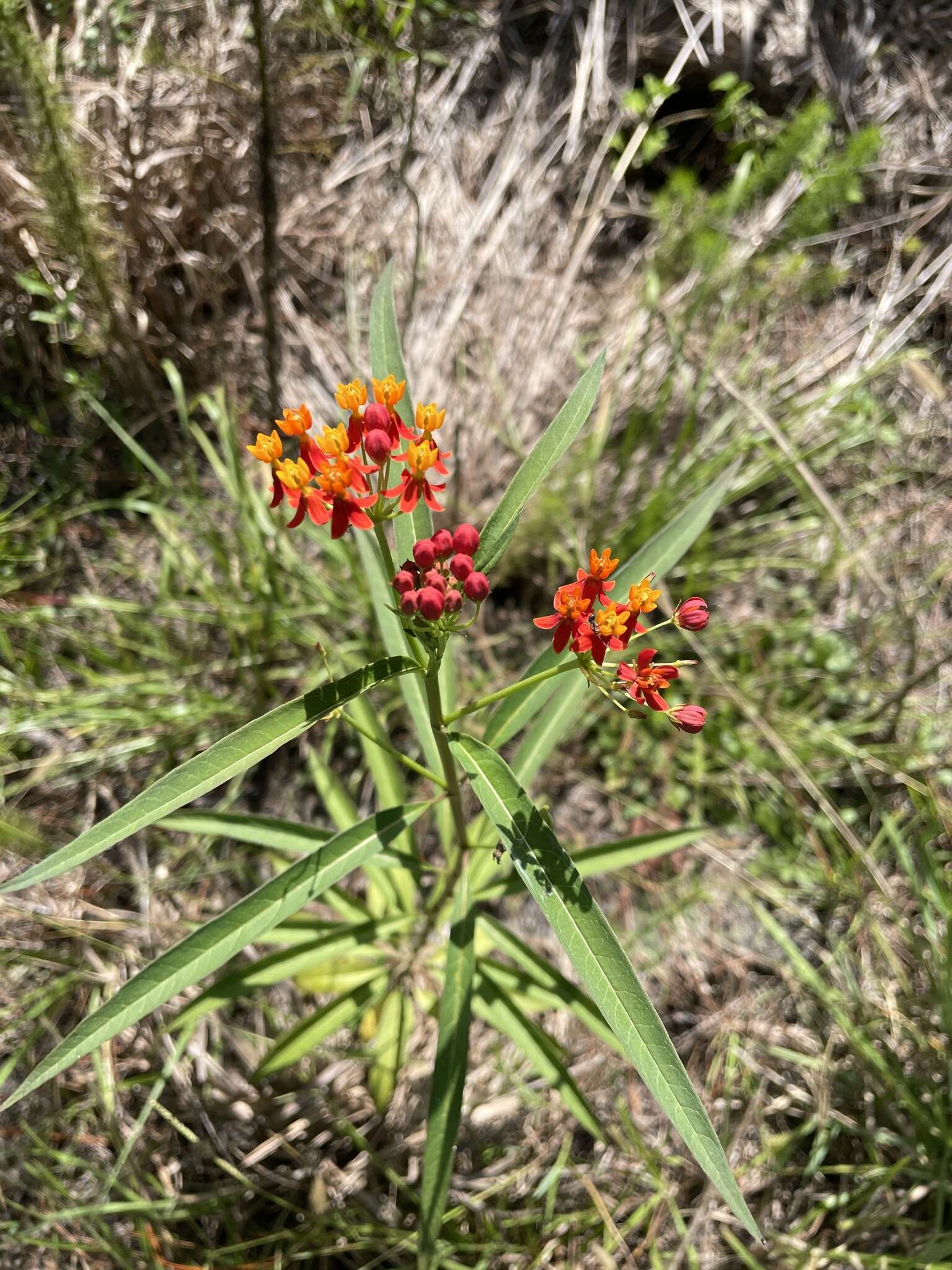 Image de Asclepias curassavica L.