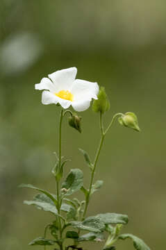 Image of salvia cistus