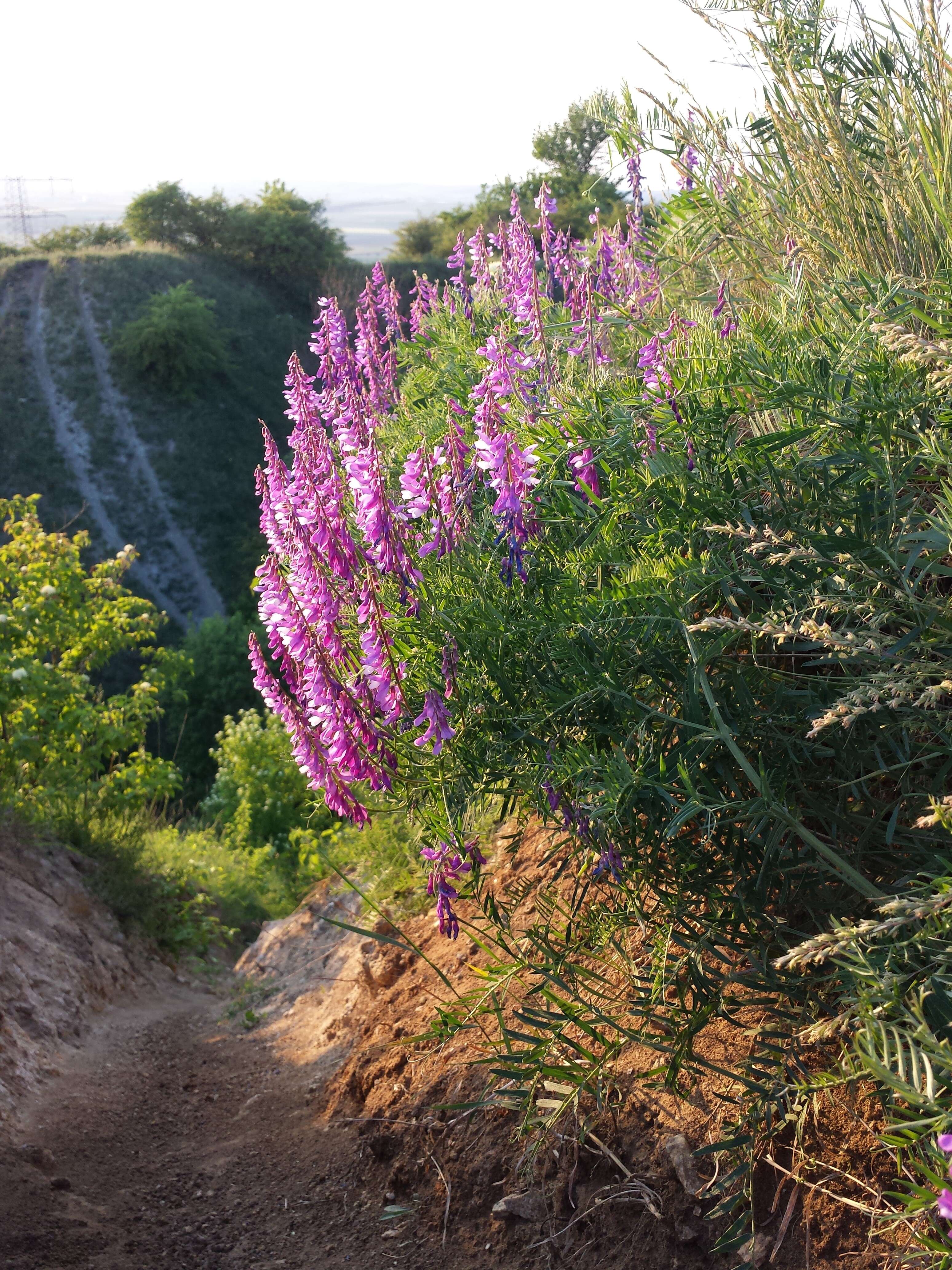 Imagem de Vicia tenuifolia Roth