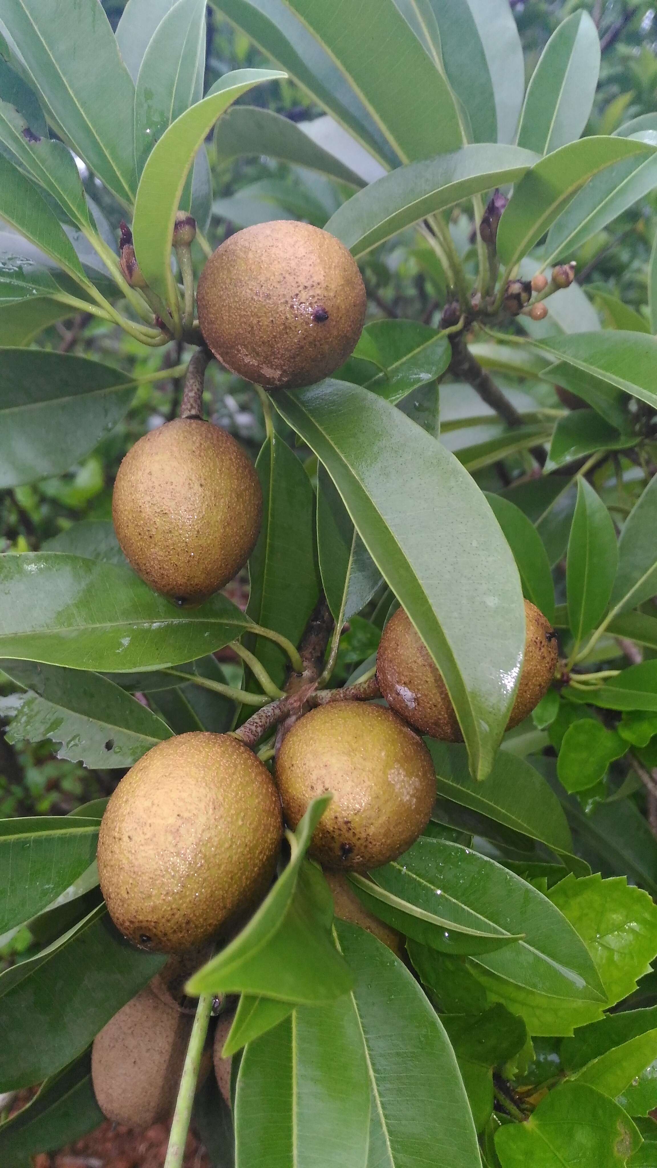 Image of sapodilla