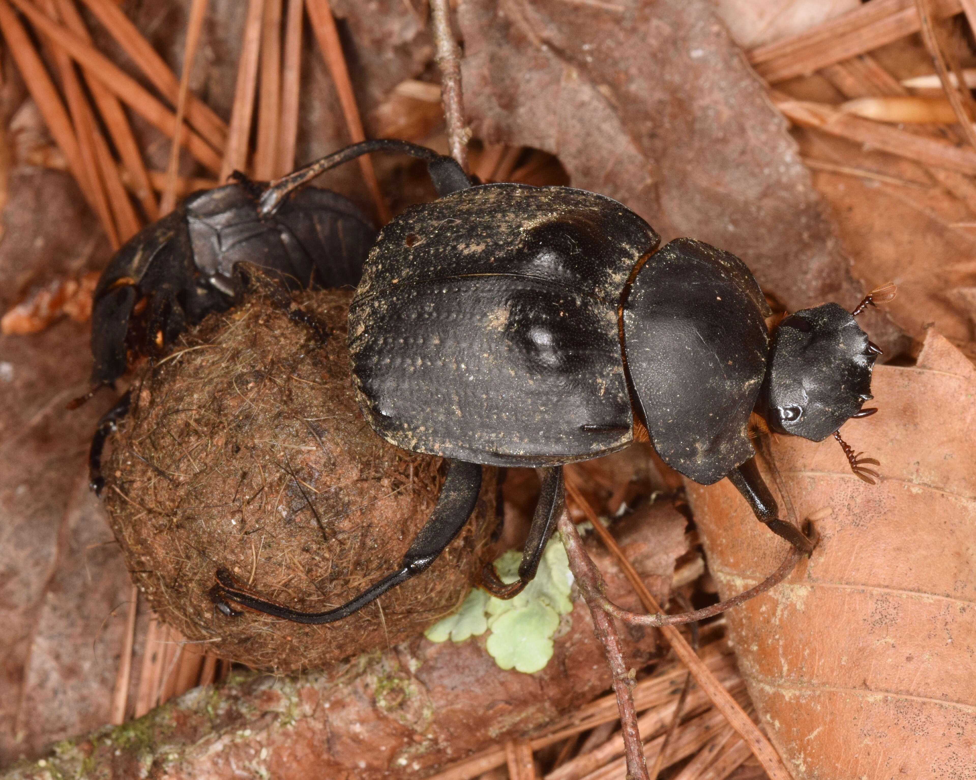 Image of Humpback Dung Beetle