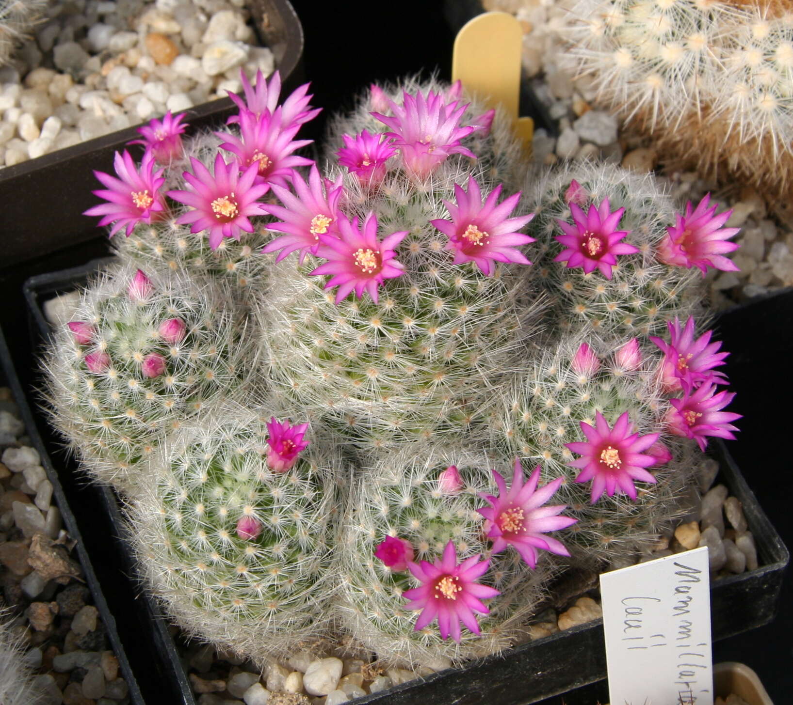 Image of Mammillaria laui D. R. Hunt