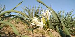 Imagem de Pancratium maritimum L.