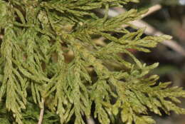 Image of tamarisk thuidium moss