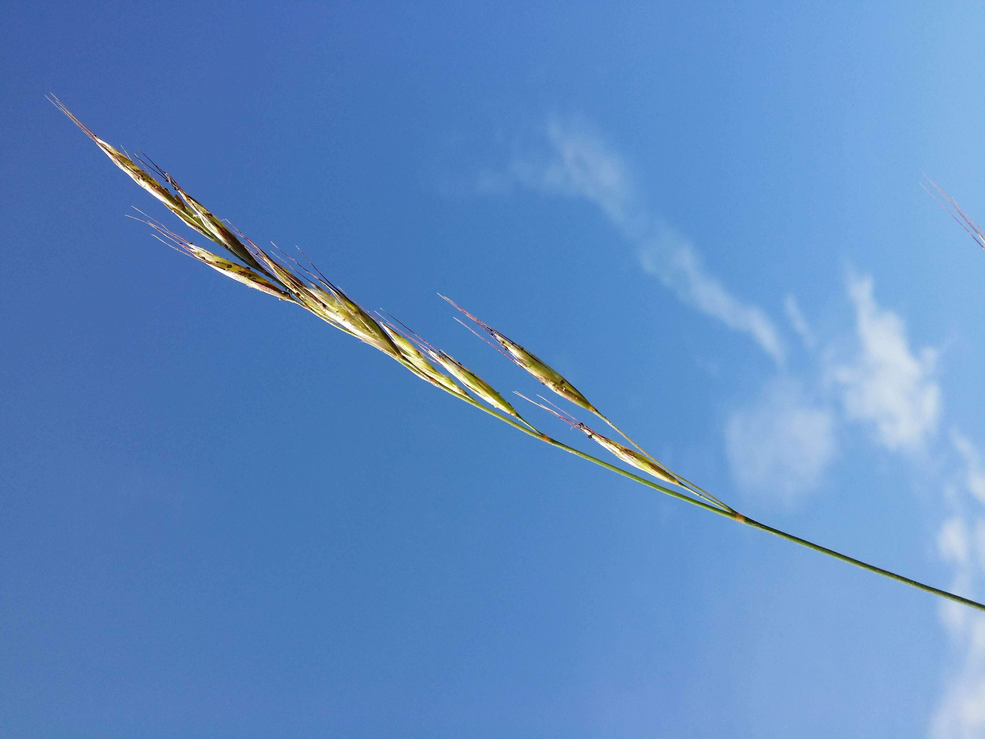 Plancia ëd Helictochloa pratensis (L.) Romero Zarco