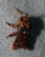 Image of Spiny Oak-Slug Moth