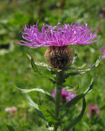 Centaurea nervosa Willd. resmi