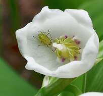 Image of Soybean aphid