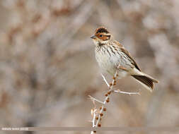 Image de Bruant nain