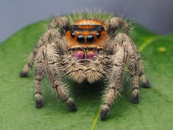 صورة Phidippus regius C. L. Koch 1846