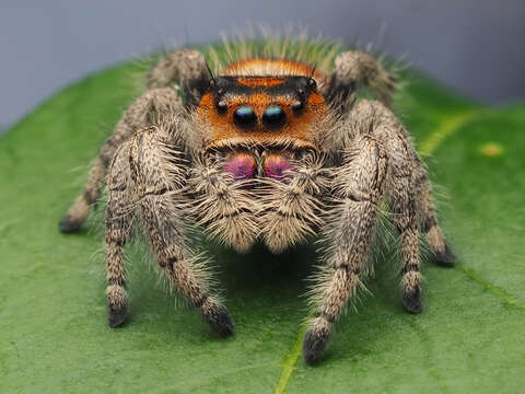 صورة Phidippus regius C. L. Koch 1846