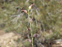 Слика од Streptanthus cordatus Nutt.
