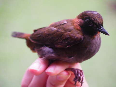 Image of Black-faced Antthrush