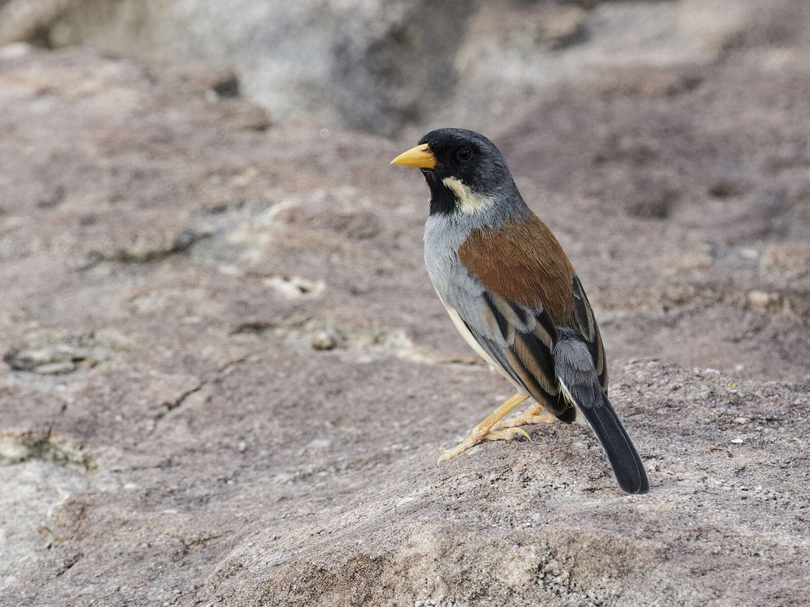 Image of Buff-bridled Inca Finch
