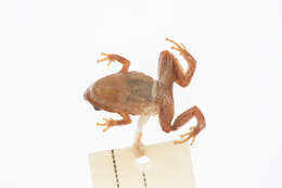 Image of Inelegant Frog