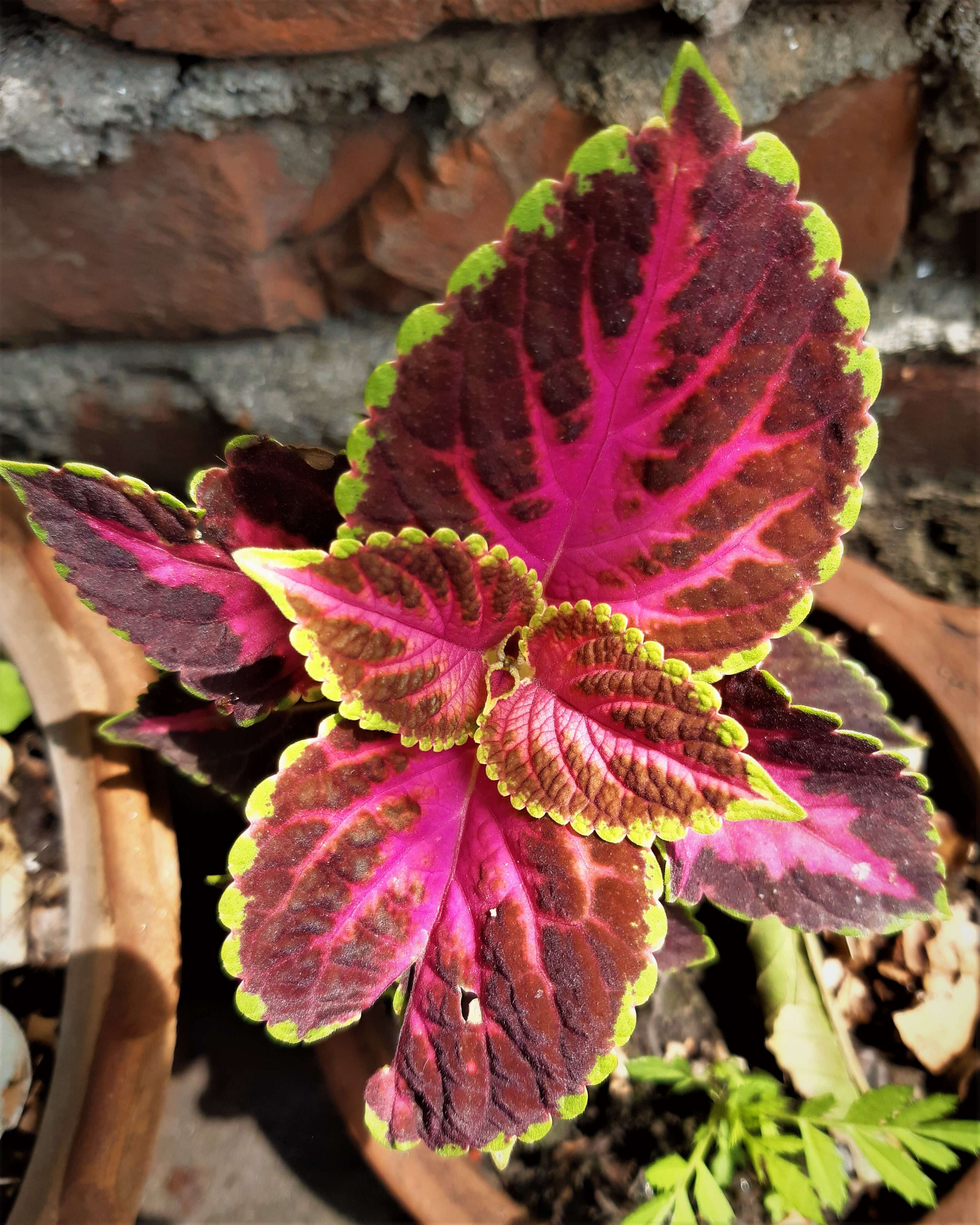 Image of common coleus