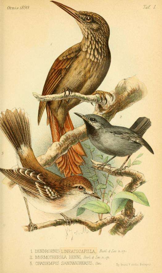 Image of Ocellated Woodcreeper