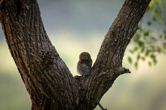 Image of Jungle Owlet