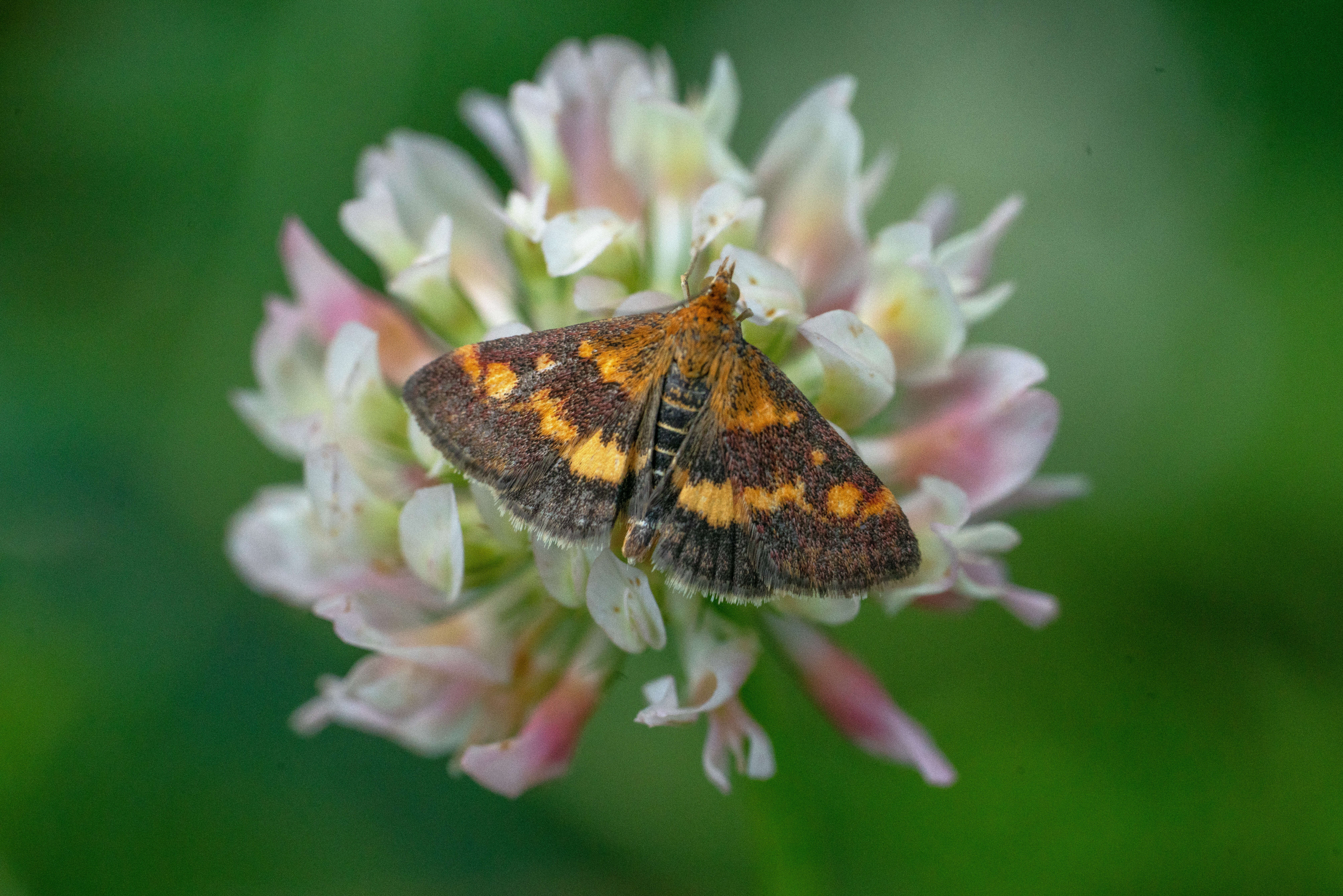 Image of Mint moth