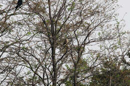 Image of Eurasian Goshawk