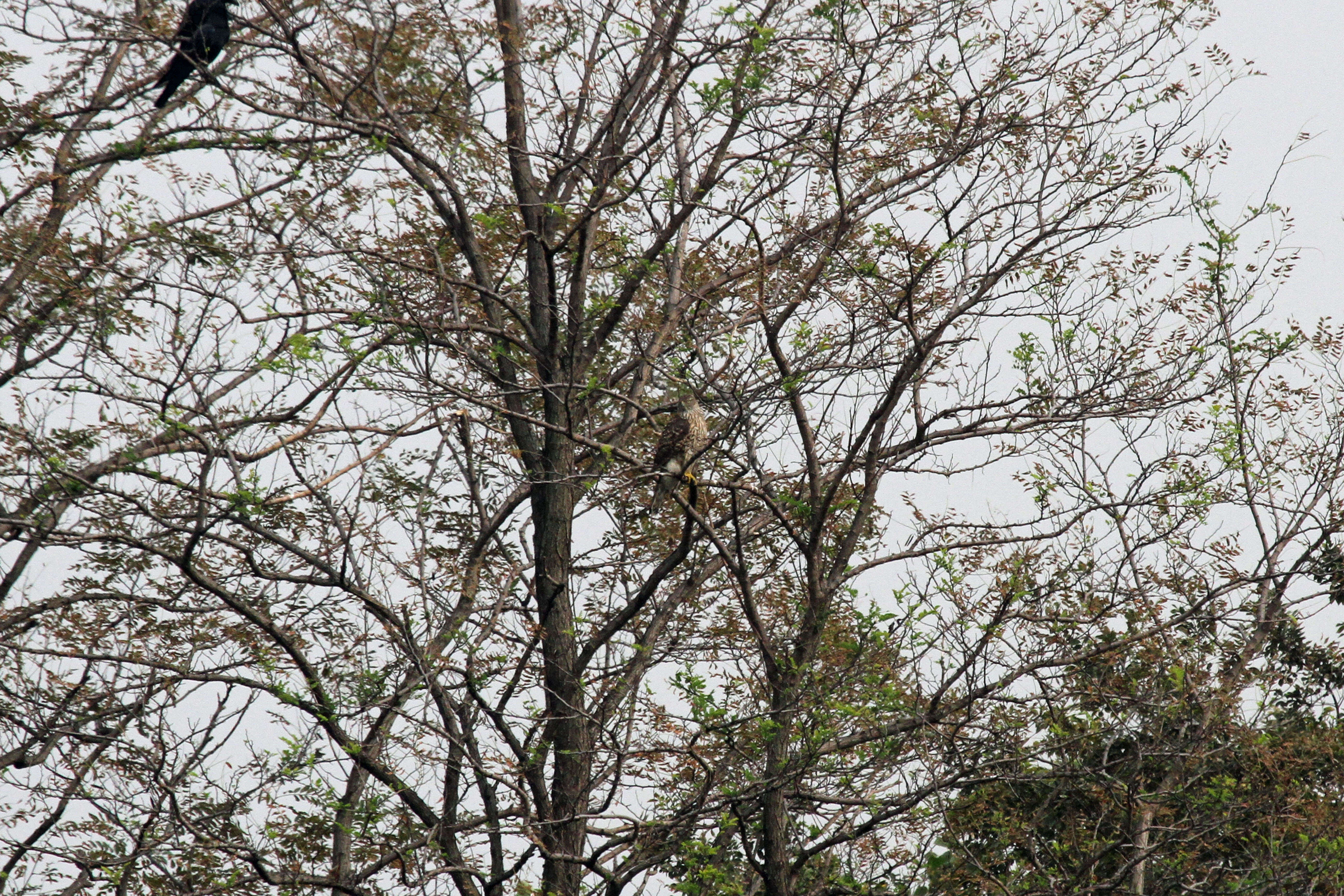 Image of Eurasian Goshawk