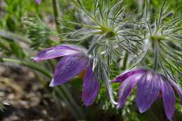 Image of European pasqueflower