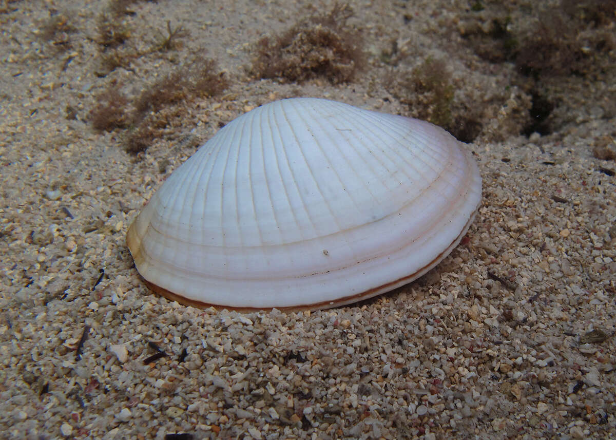 Image of Codakia punctata (Linnaeus 1758)