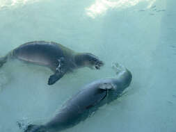 Image of Hawaiian Monk Seal