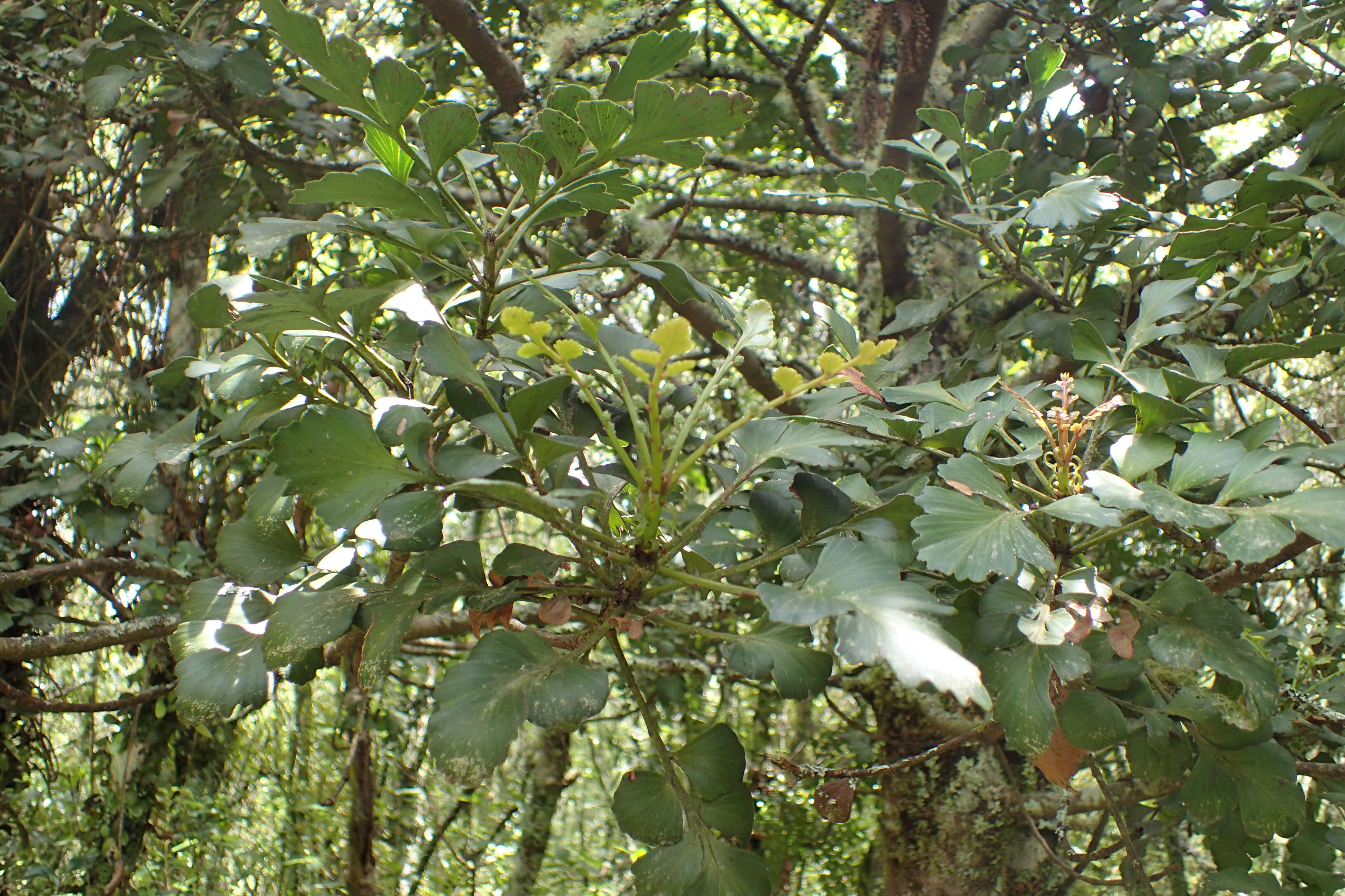 Sivun Phyllocladus toatoa Molloy kuva