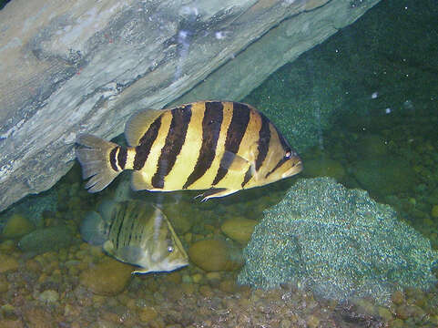 Image of Silver Tiger fish