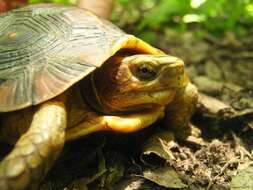 Image of Mexican Spotted Terrapin