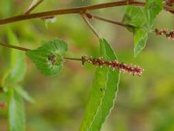 Image of Asian copperleaf