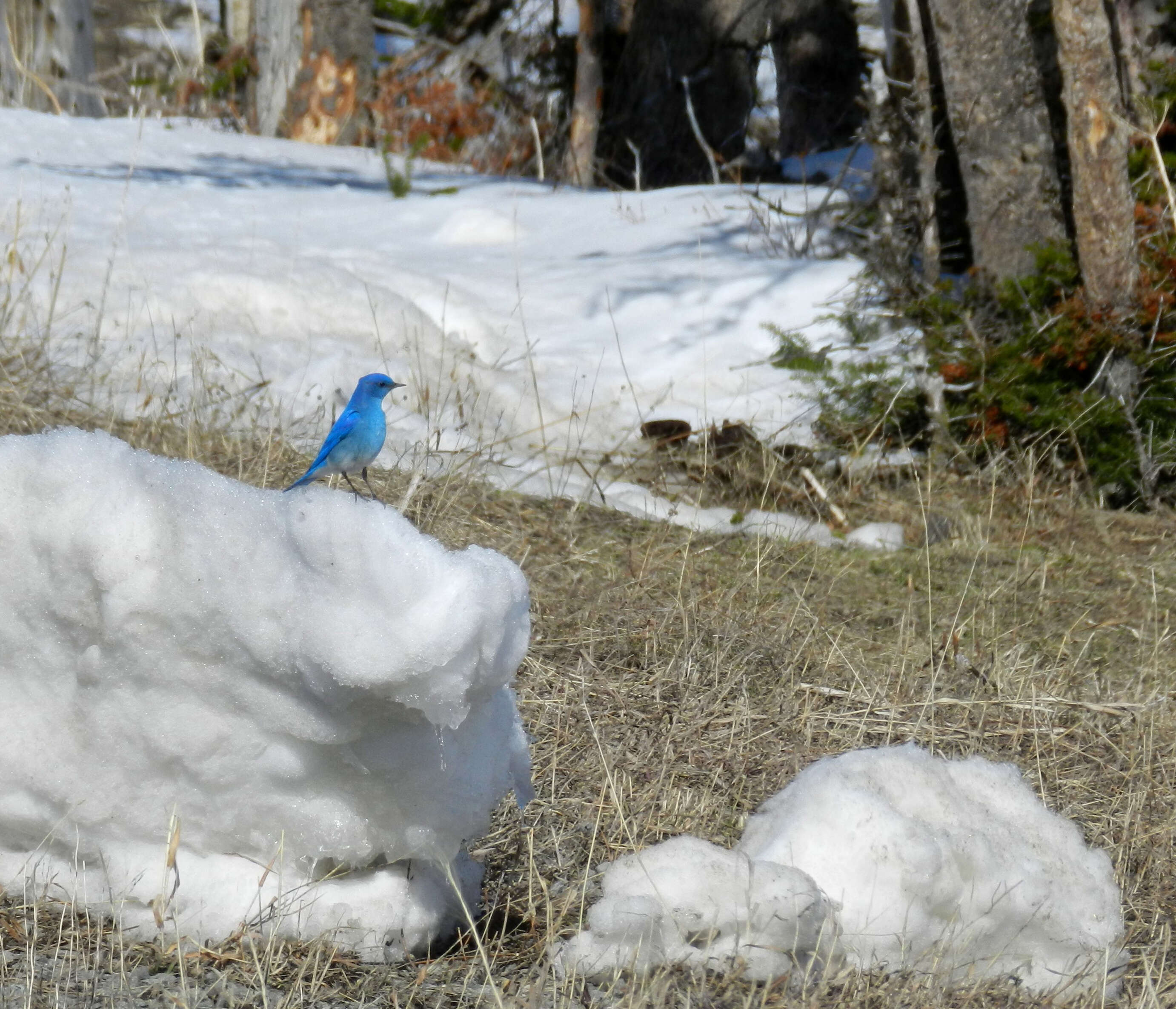 Image of Mountain Bluebird