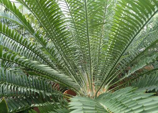 Image of Natal Cycad