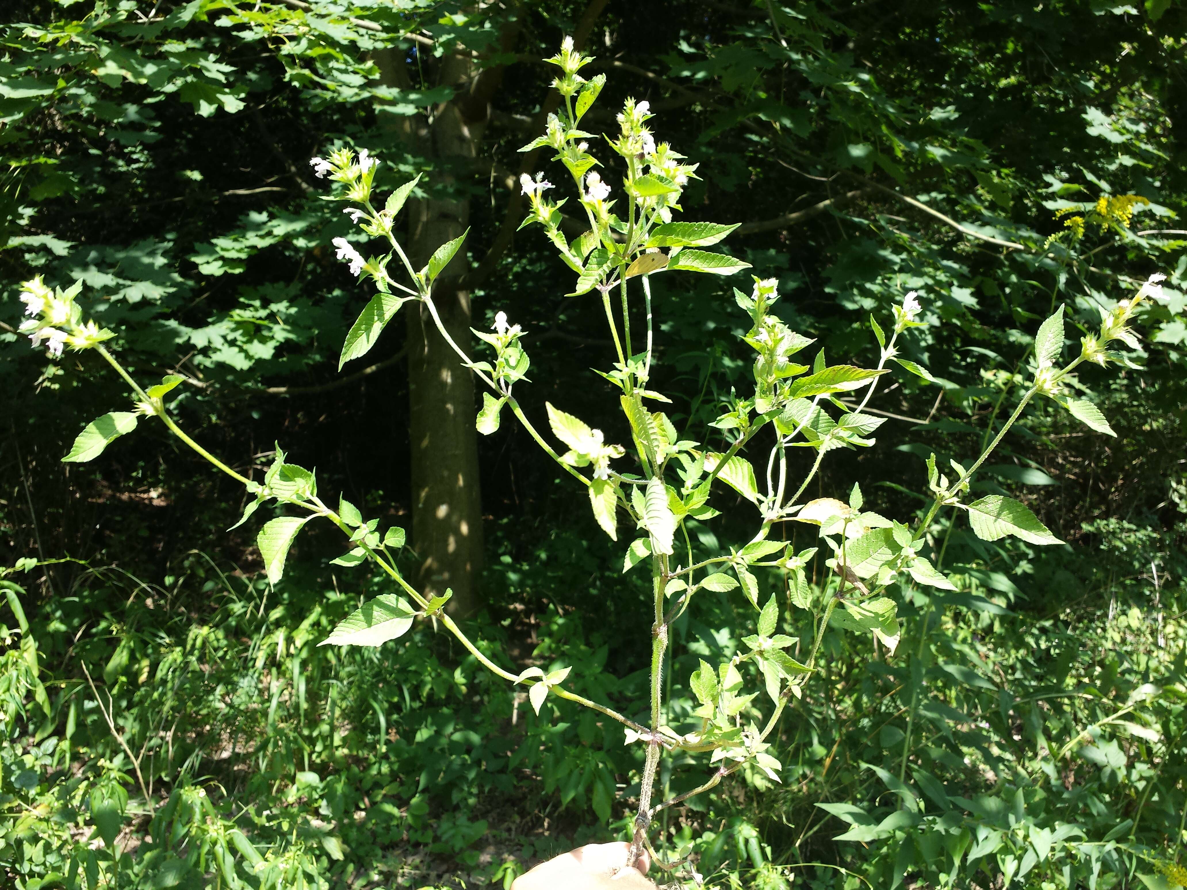 Image of Downy Hemp Nettle