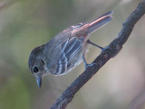 Image of Amazonian Black Tyrant