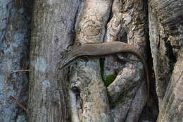 Image of Allapalli Grass Skink