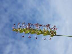 Image of Crested dogstail grass