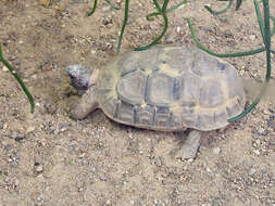 Image of Bell’s hinged tortoise